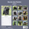 image Bouvier des Flandres 2027 Wall Calendar