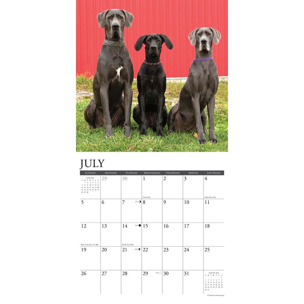Just Great Danes 2026 Wall Calendar Second Alternate Image
