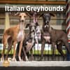 image Italian Greyhounds 2025 Wall Calendar Main Image