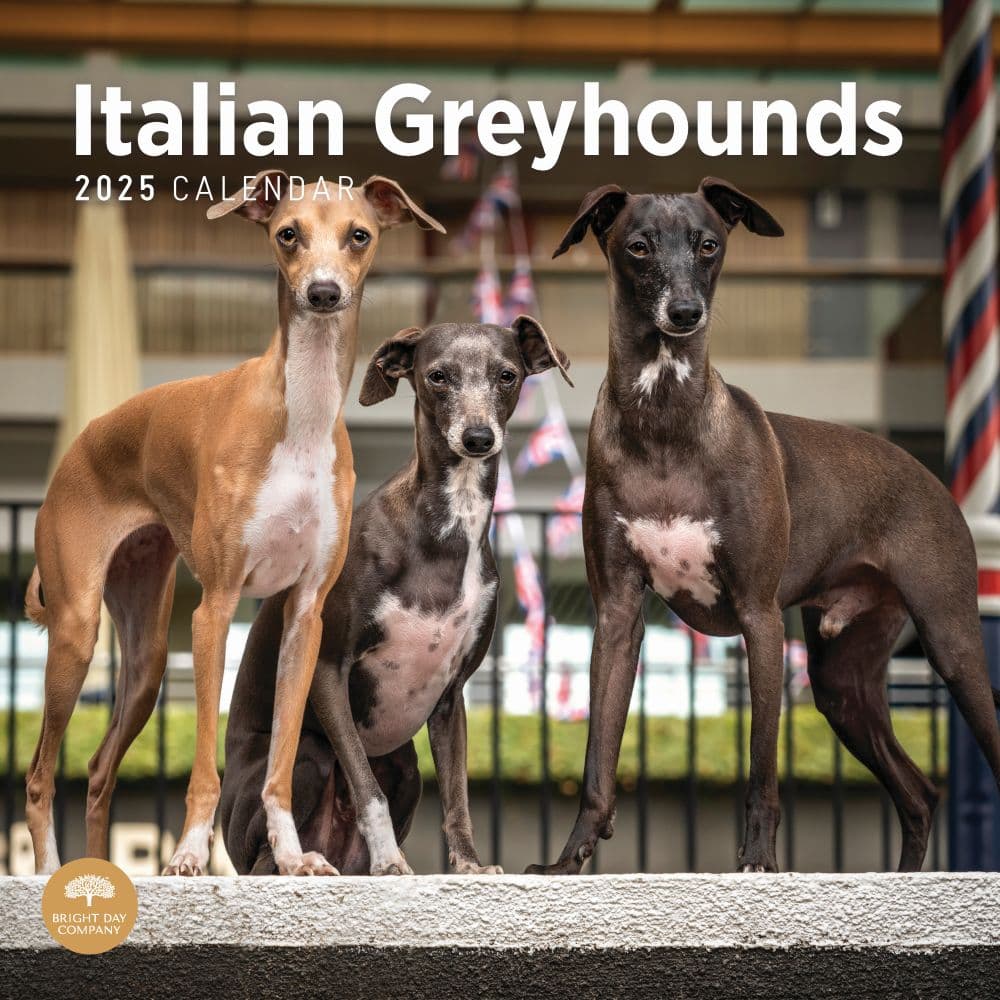 Italian Greyhounds 2025 Wall Calendar