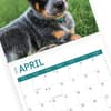 image Australian Cattle Dogs 2024 Wall Calendar