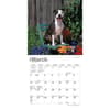 image American Pit Bull Terriers 2024 Mini Wall Calendar Second Alternate Image width=&quot;1000&quot; height=&quot;1000&quot;