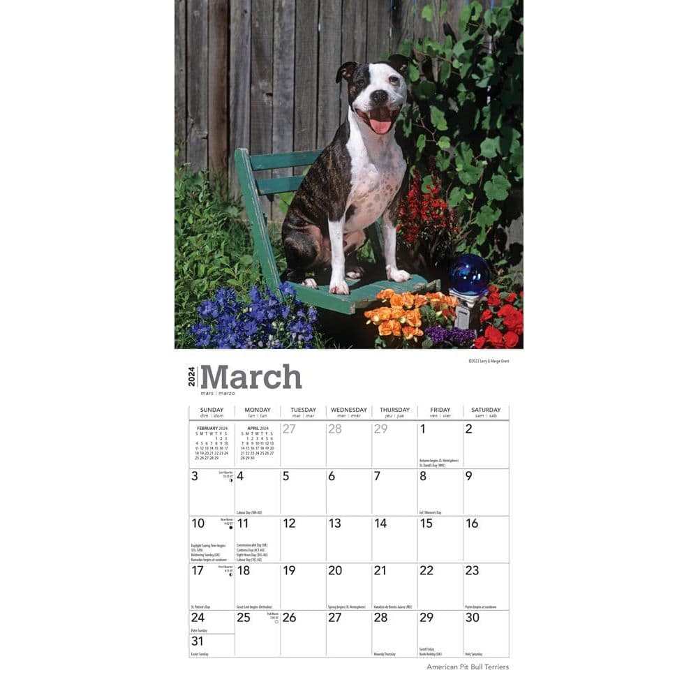 American Pit Bull Terriers 2024 Mini Wall Calendar Second Alternate Image width=&quot;1000&quot; height=&quot;1000&quot;