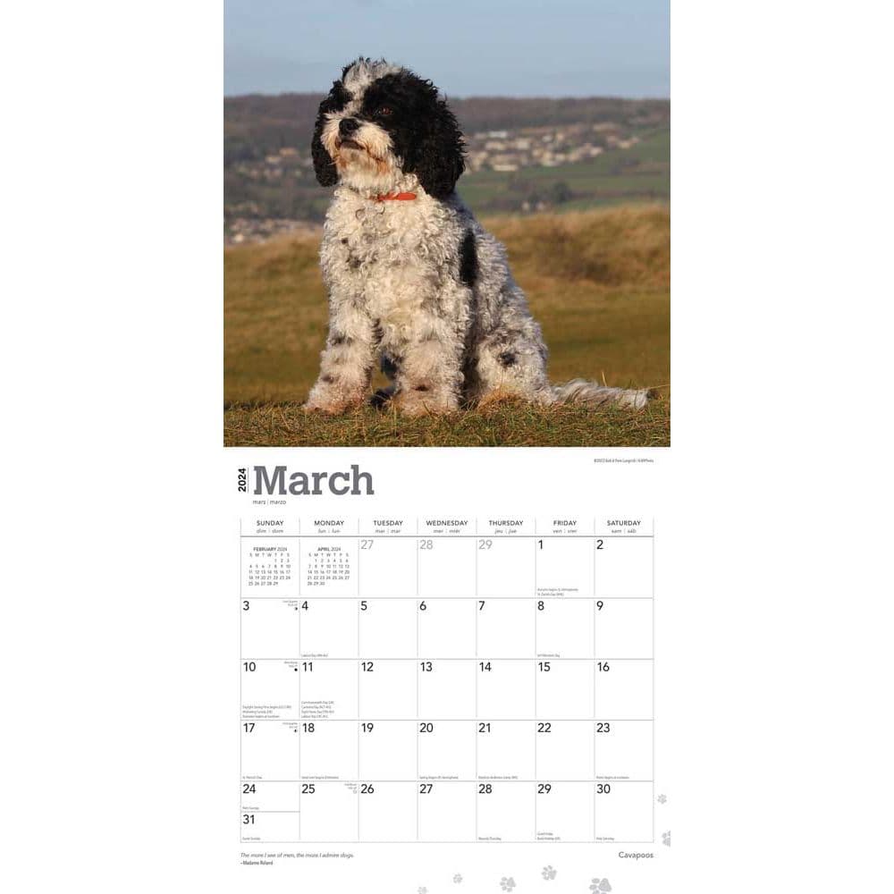 Cavapoos 2024 Wall Calendar