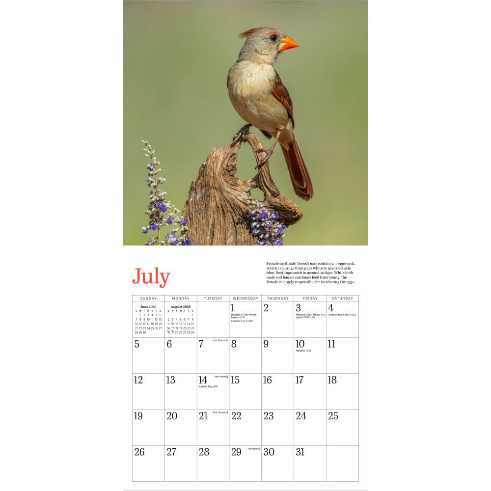 Audubon Cardinals 2026 Mini Wall Calendar Second Alternate Image