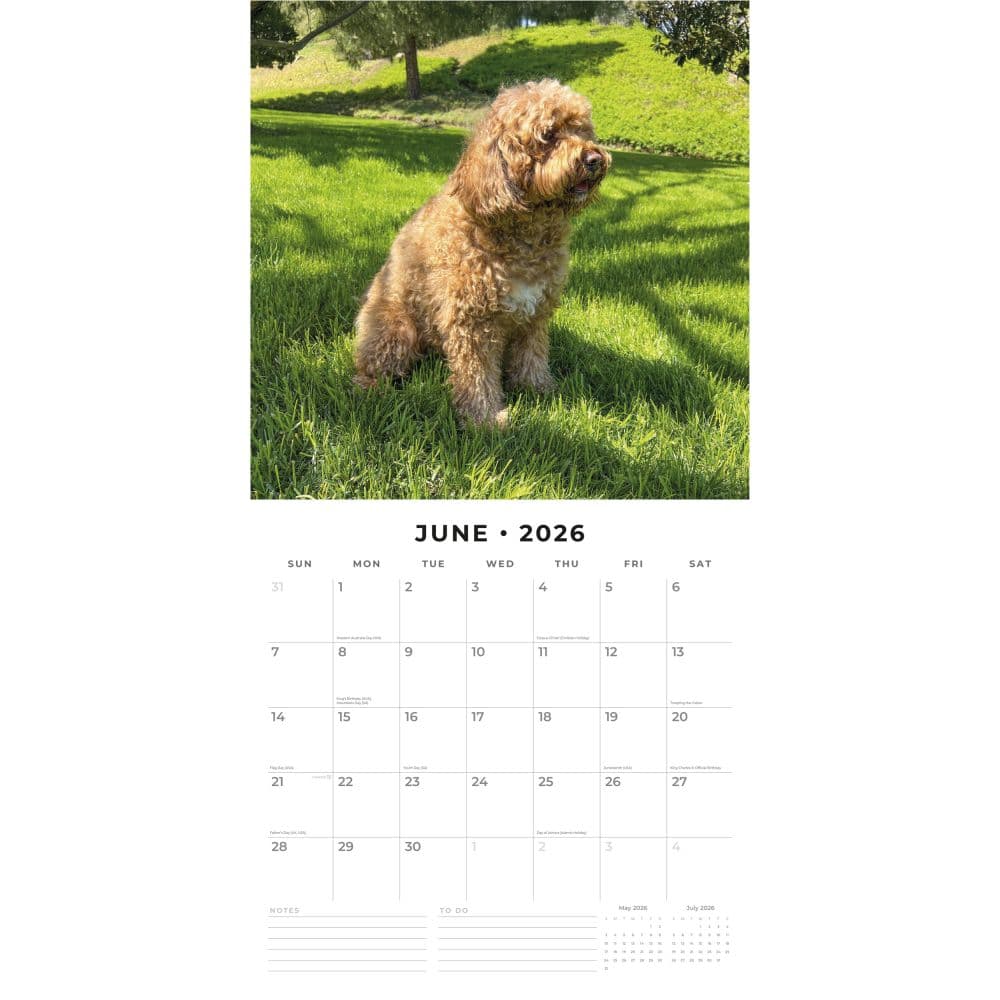 Cavapoos 2026 Wall Calendar Second Alternate Image