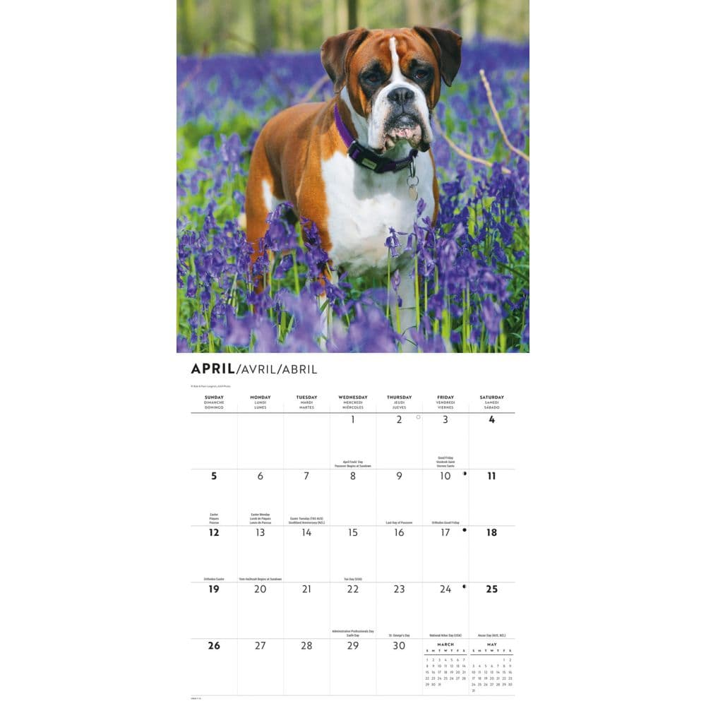Boxers 2026 Wall Calendar Third Alternate Image