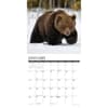 image Grizzly Bears 2025 Wall Calendar Second Alternate Image width="1000" height="1000"