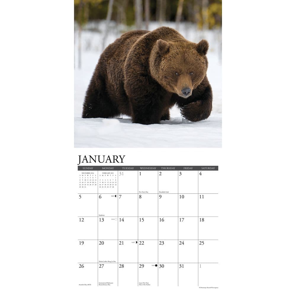 Grizzly Bears 2025 Wall Calendar