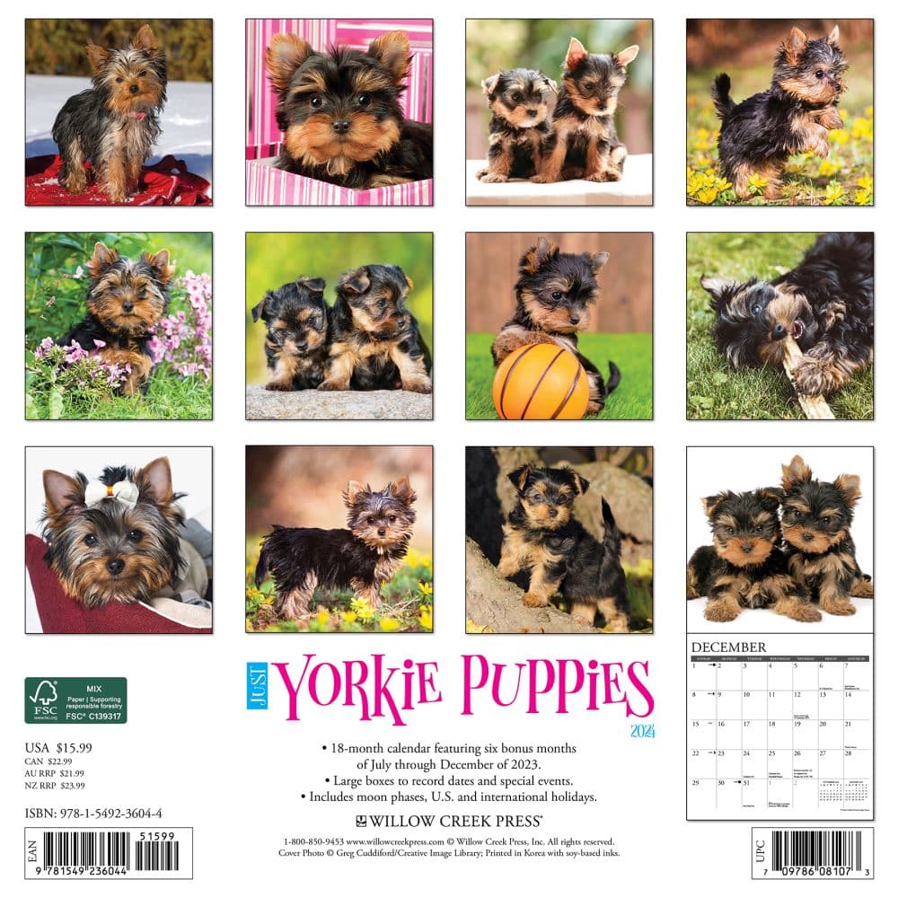 Just Yorkie Puppies 2024 Wall Calendar