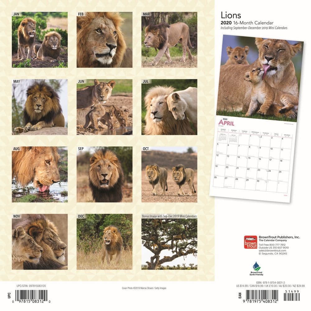 Lions Wall Calendar