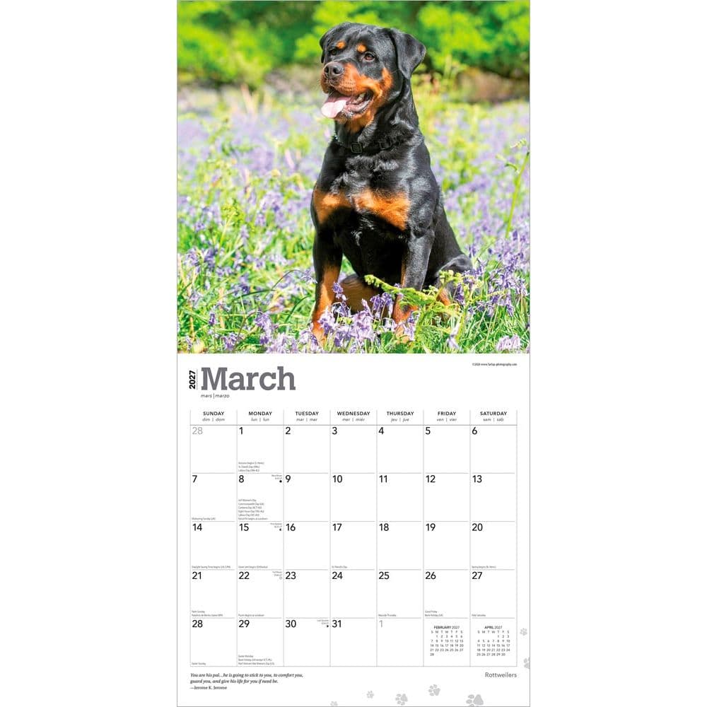 Rottweilers 2027 Wall Calendar Second Alternate Image