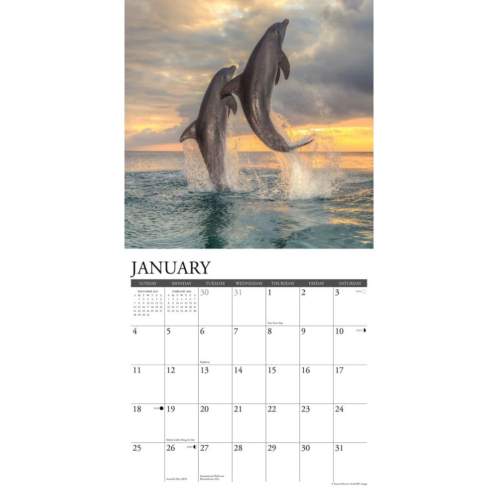 Dolphins 2026 Wall Calendar Second Alternate Image