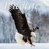 image Wildlife Special Value 2025 Wall Calendar Main Image