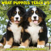 image What Puppies Teach Us 2025 Wall Calendar Main Product Image width=&quot;1000&quot; height=&quot;1000&quot;