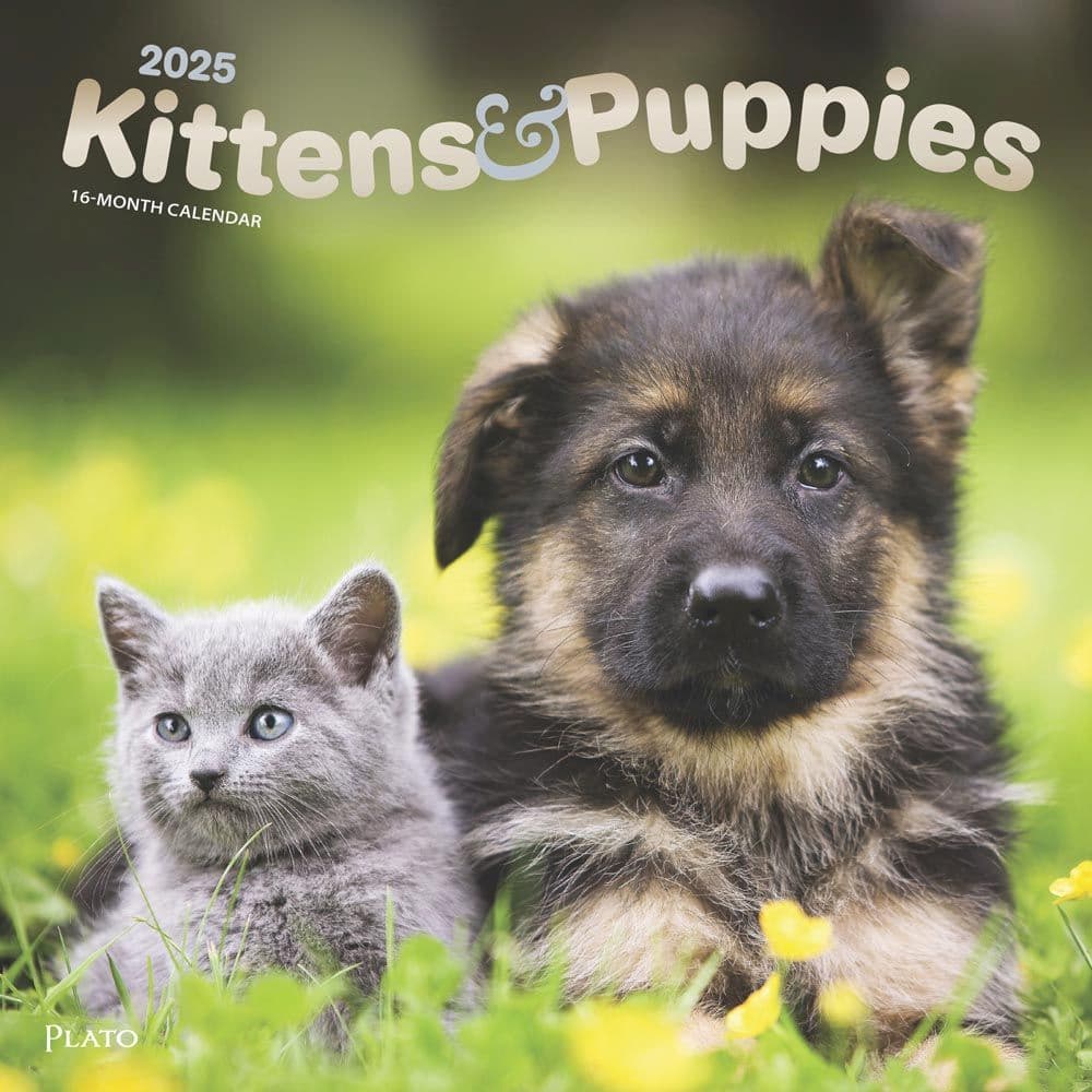 Kittens And Puppies by Plato 2025 Wall Calendar