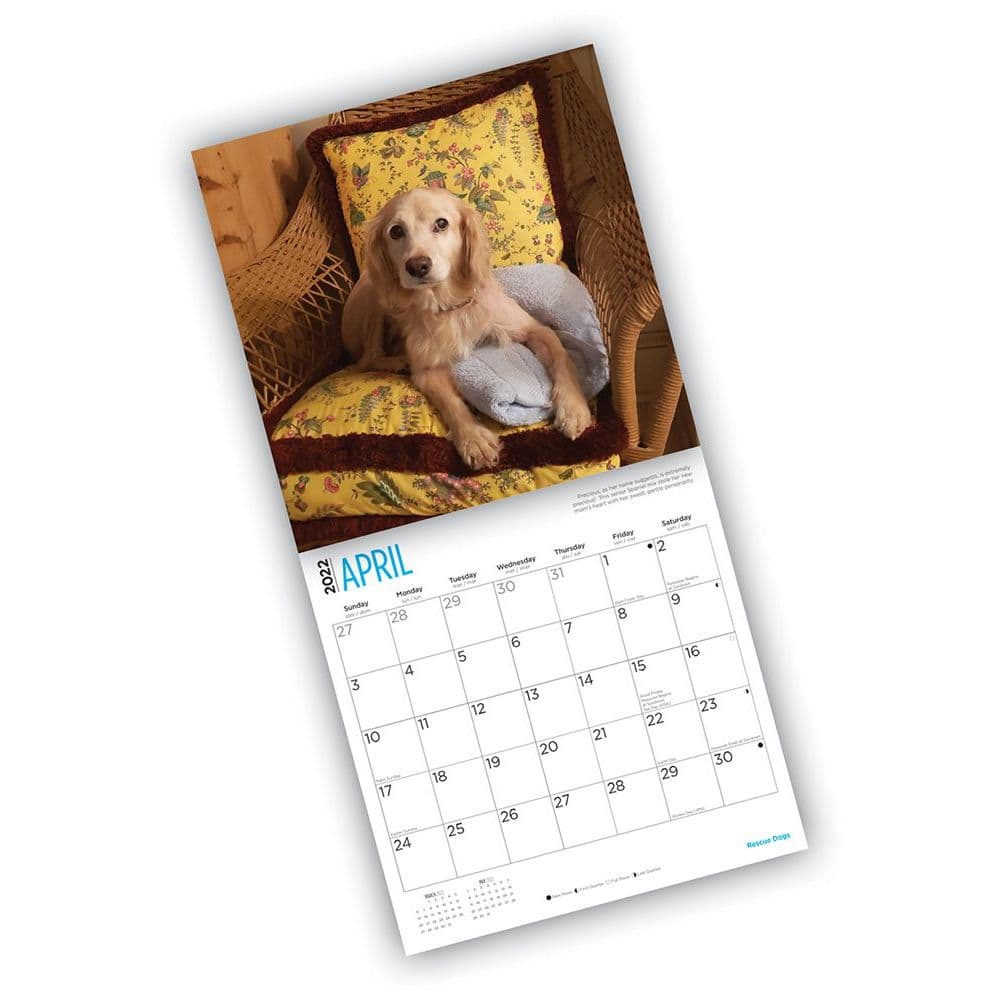 Rescue Dogs 2022 Wall Calendar - Calendars.com