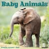 image Baby Animals 2025 Wall Calendar Main Product Image width=&quot;1000&quot; height=&quot;1000&quot;