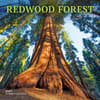 image Redwood Forest 2025 Wall Calendar Main Image