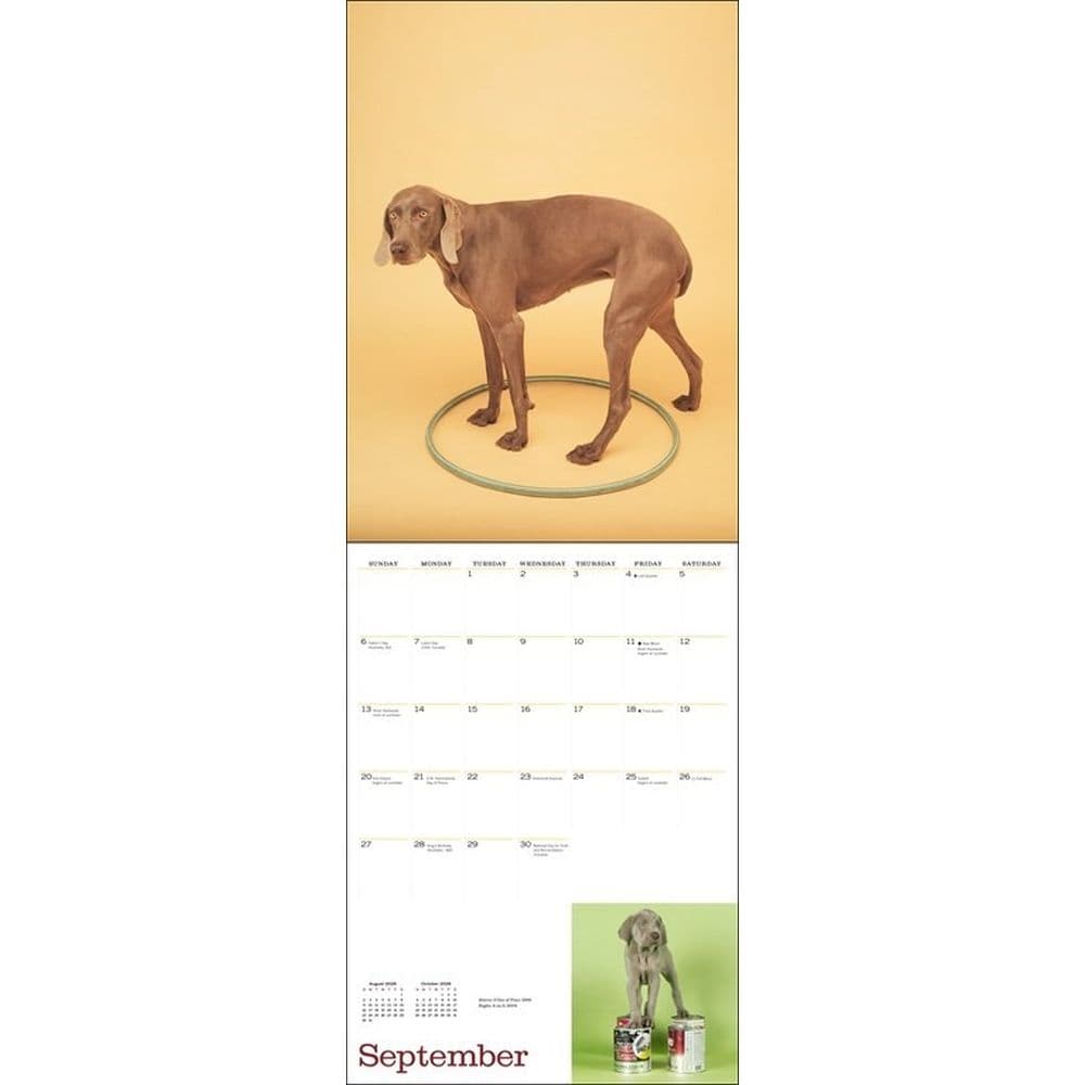 Mans Best Friend by William Wegman 2026 Wall Calendar Fourth Alternate image