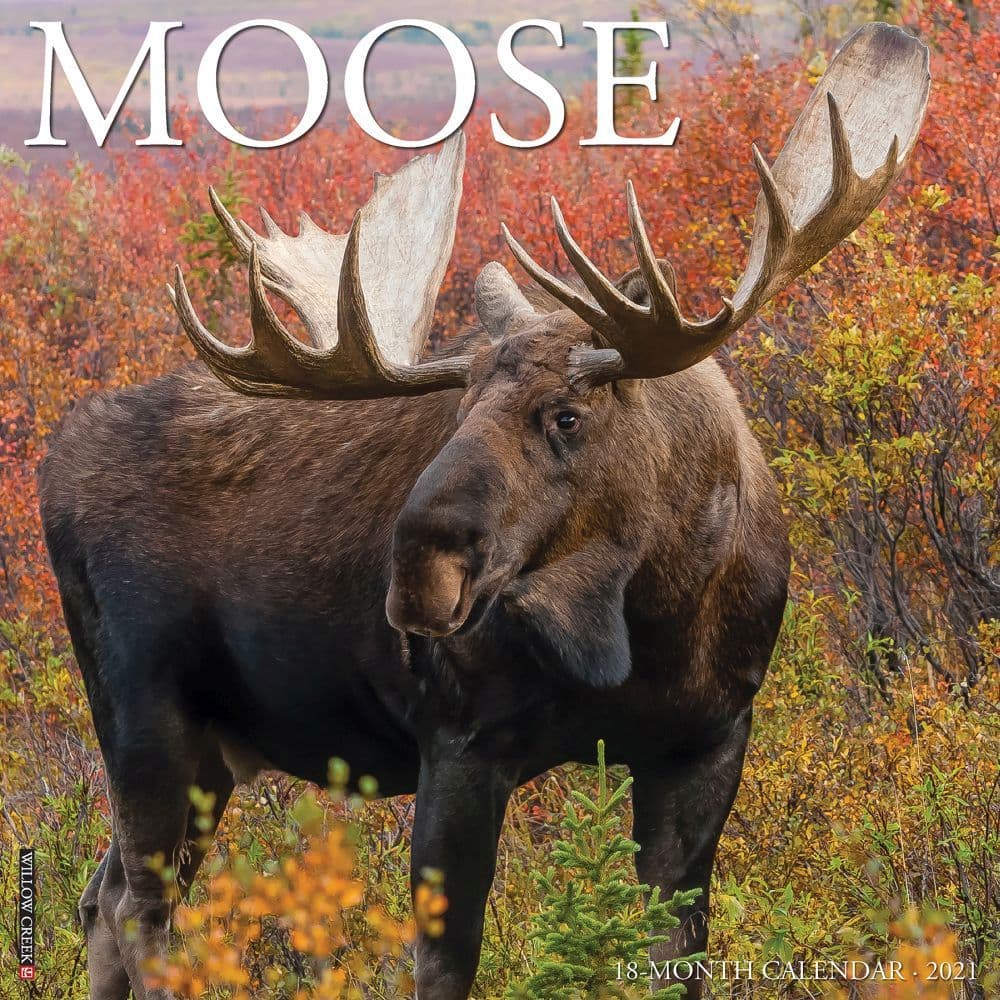 Just Moose Wall Calendar