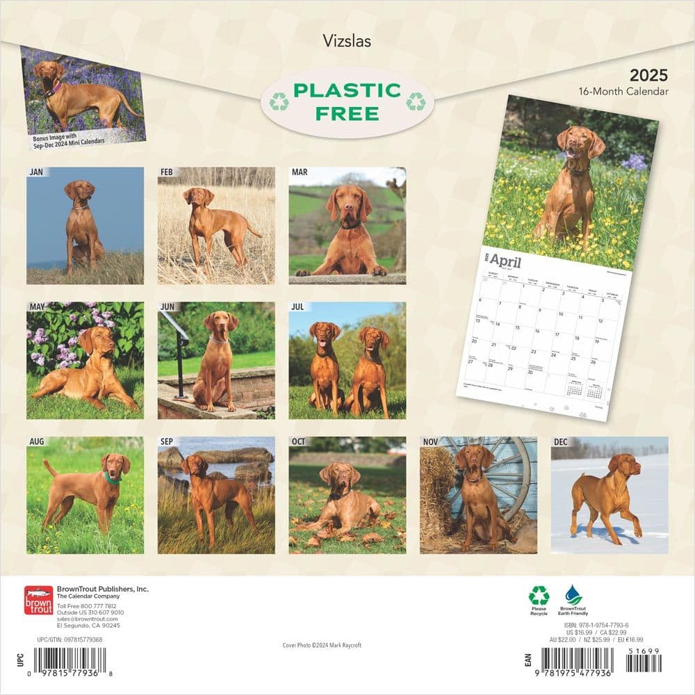 Vizslas 2025 Wall Calendar