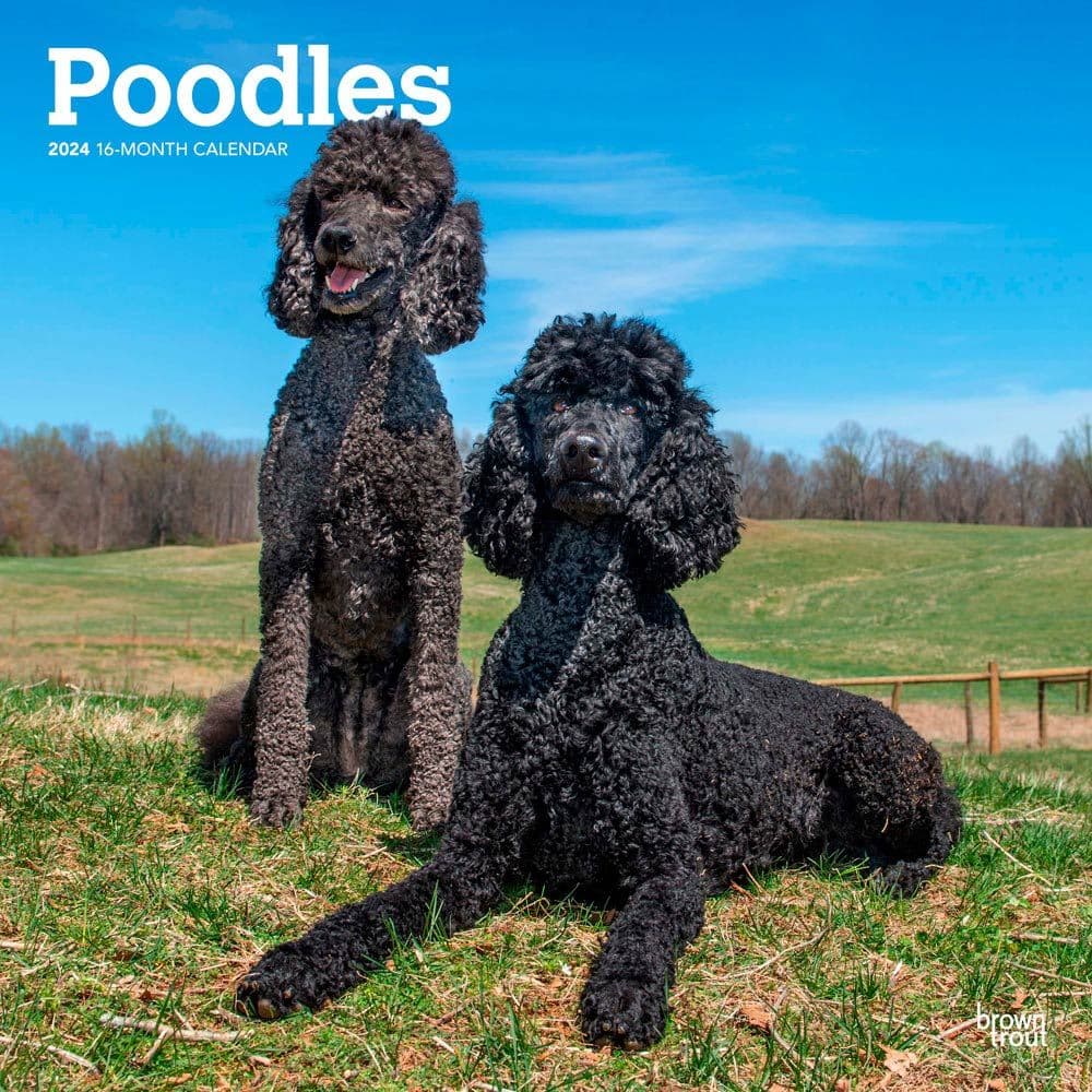 Poodles 2024 Wall Calendar