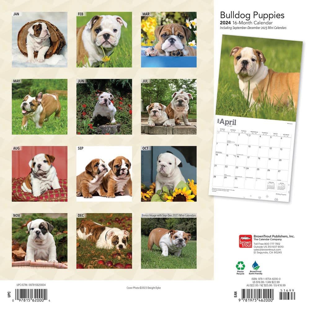 Bulldog Puppies 2024 Wall Calendar