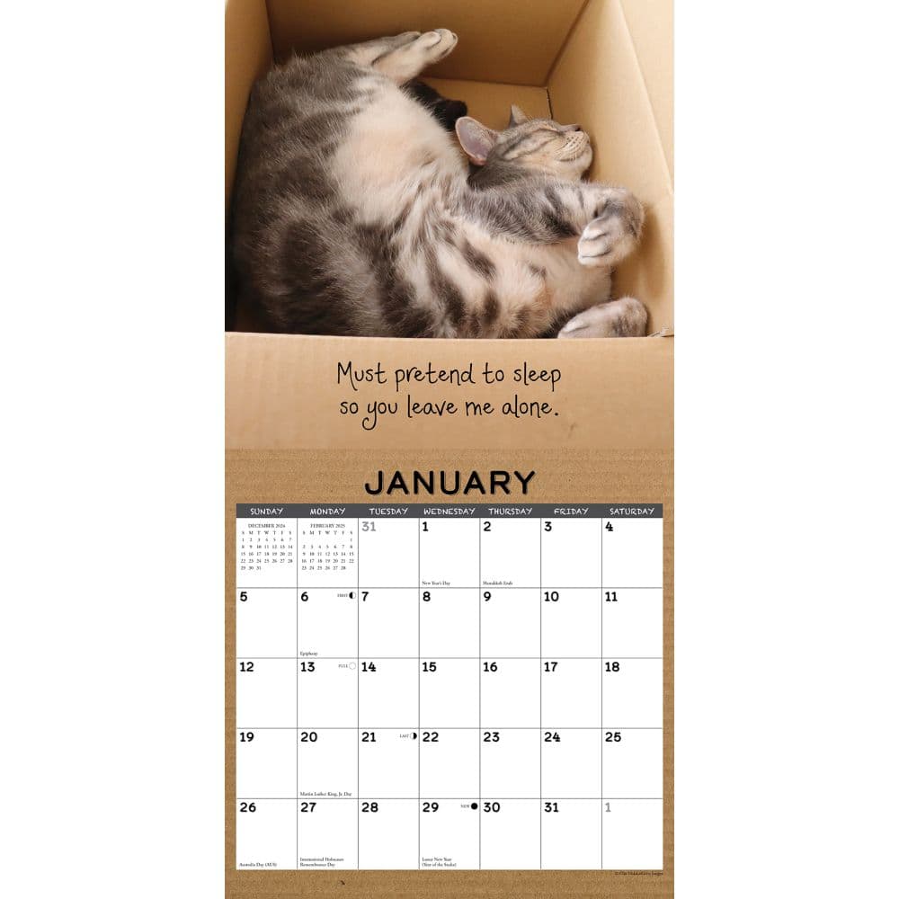 Cat In A Box 2025 Wall Calendar Second Alternate Image width=&quot;1000&quot; height=&quot;1000&quot;