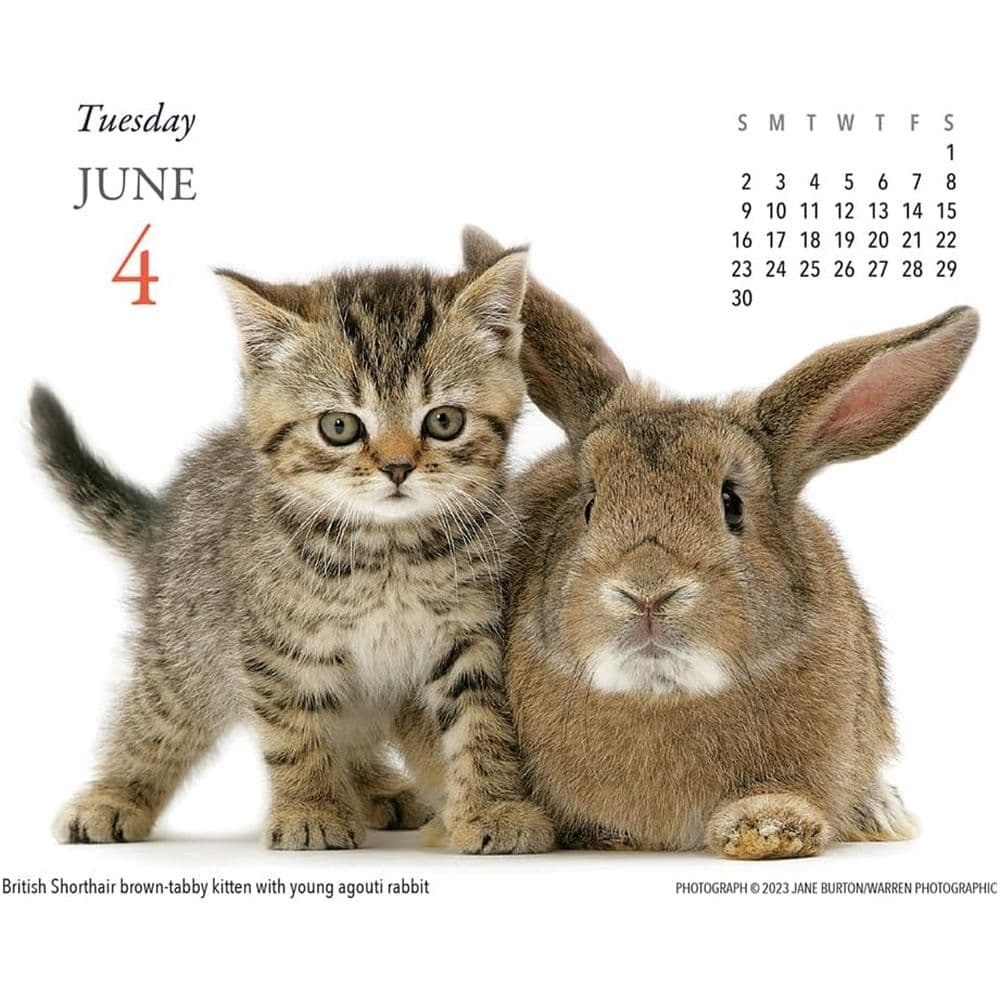 Kittens &amp; Friends 2024 Desk Calendar Third Alternate Image width=&quot;1000&quot; height=&quot;1000&quot;