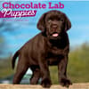 image Chocolate Lab Retriever Puppies 2027 Wall Calendar Main Image