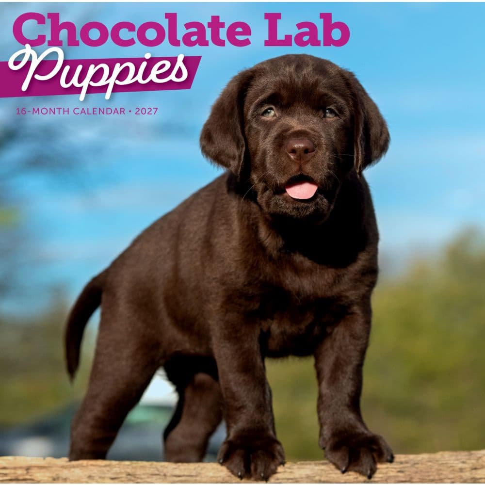 image Chocolate Lab Retriever Puppies 2027 Wall Calendar Main Image
