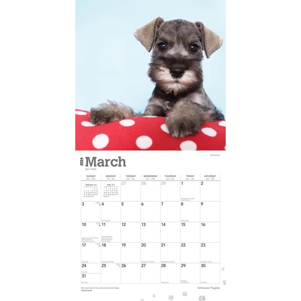 Schnauzer Puppies 2024 Wall Calendar