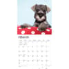 image Schnauzer Puppies 2024 Wall Calendar Second Alternate Image width=&quot;1000&quot; height=&quot;1000&quot;