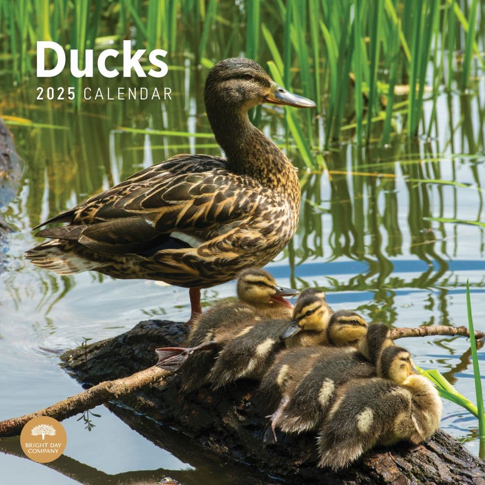 Ducks 2025 Wall Calendar