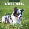 image Border Collies 2027 Wall Calendar Main Product Image