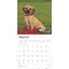 image Puggles 2025 Wall Calendar