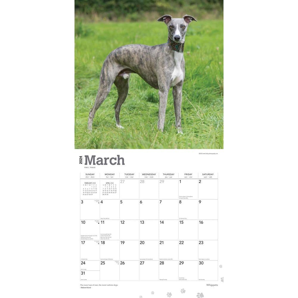 Whippets 2024 Wall Calendar