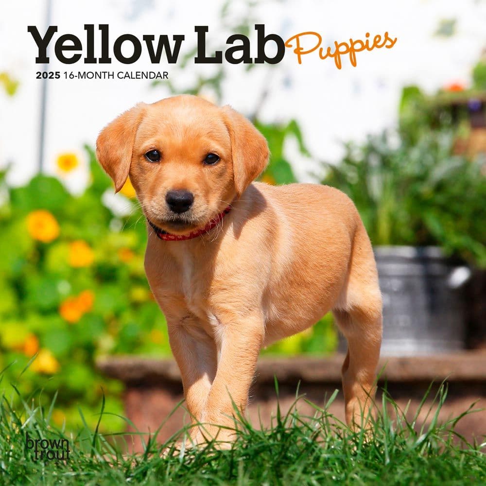 image Yellow Lab Puppies 2025 Mini Wall Calendar  Main Image