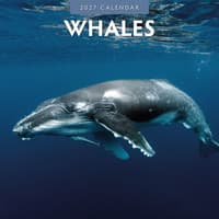 image Whales 2027 Wall Calendar Main Product Image