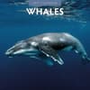 image Whales 2027 Wall Calendar Main Product Image