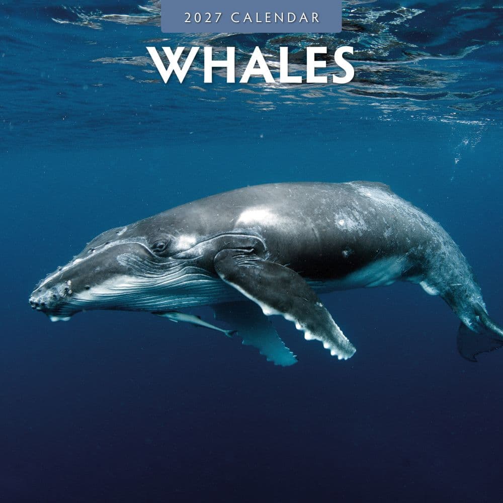 image Whales 2027 Wall Calendar Main Product Image