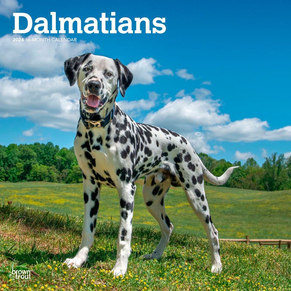 Dalmatians 2024 Wall Calendar Main Product Image width=&quot;1000&quot; height=&quot;1000&quot;