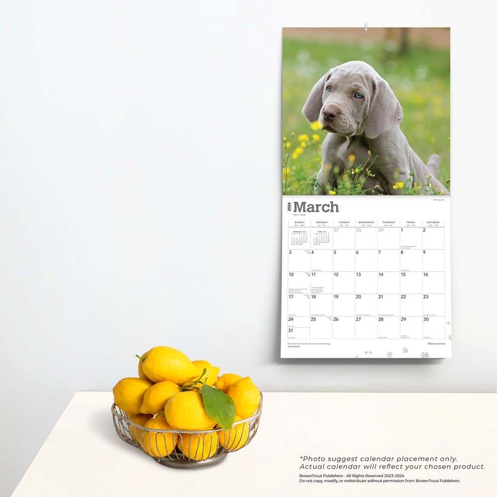 Weimaraners 2024 Wall Calendar