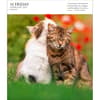 image Cat Gallery 2025 Desk Calendar Second Alternate Image width=&quot;1000&quot; height=&quot;1000&quot;