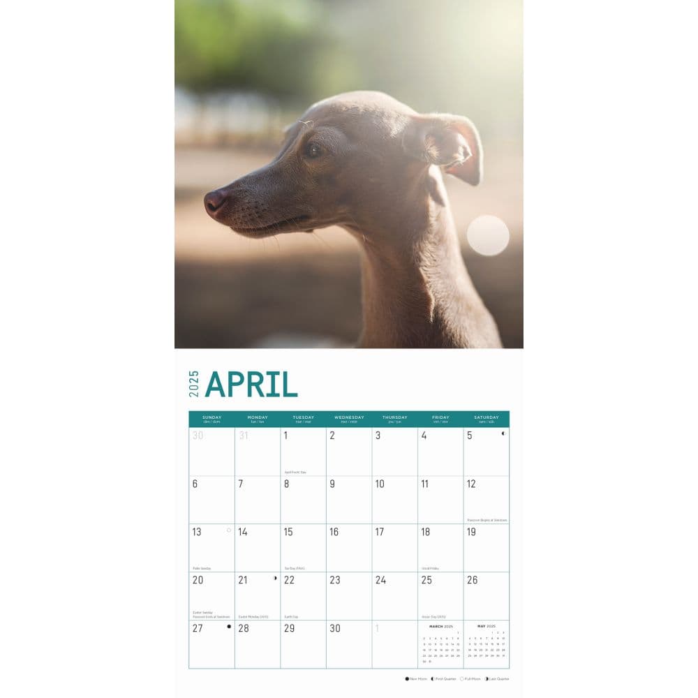 Italian Greyhounds 2025 Wall Calendar Second Alternate Image width=&quot;1000&quot; height=&quot;1000&quot;