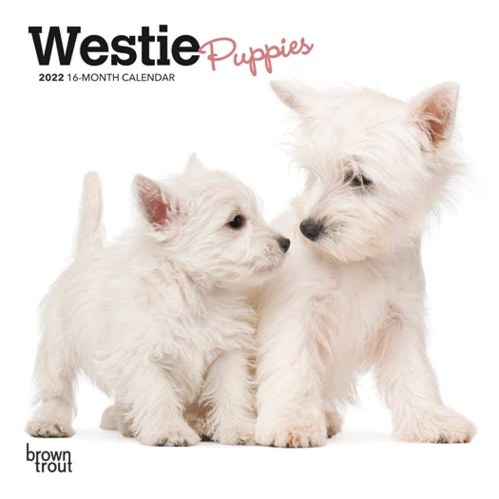 West Highland Terrier Puppies 2022 Mini Wall Calendar