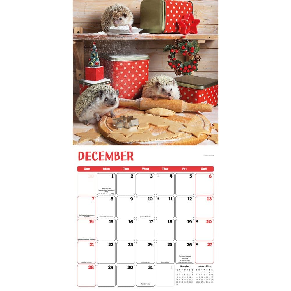 Hedgehogs 2025 Wall Calendar Alt4