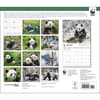 image Giant Pandas WWF 2025 Wall Calendar First Alternate Image width="1000" height="1000"