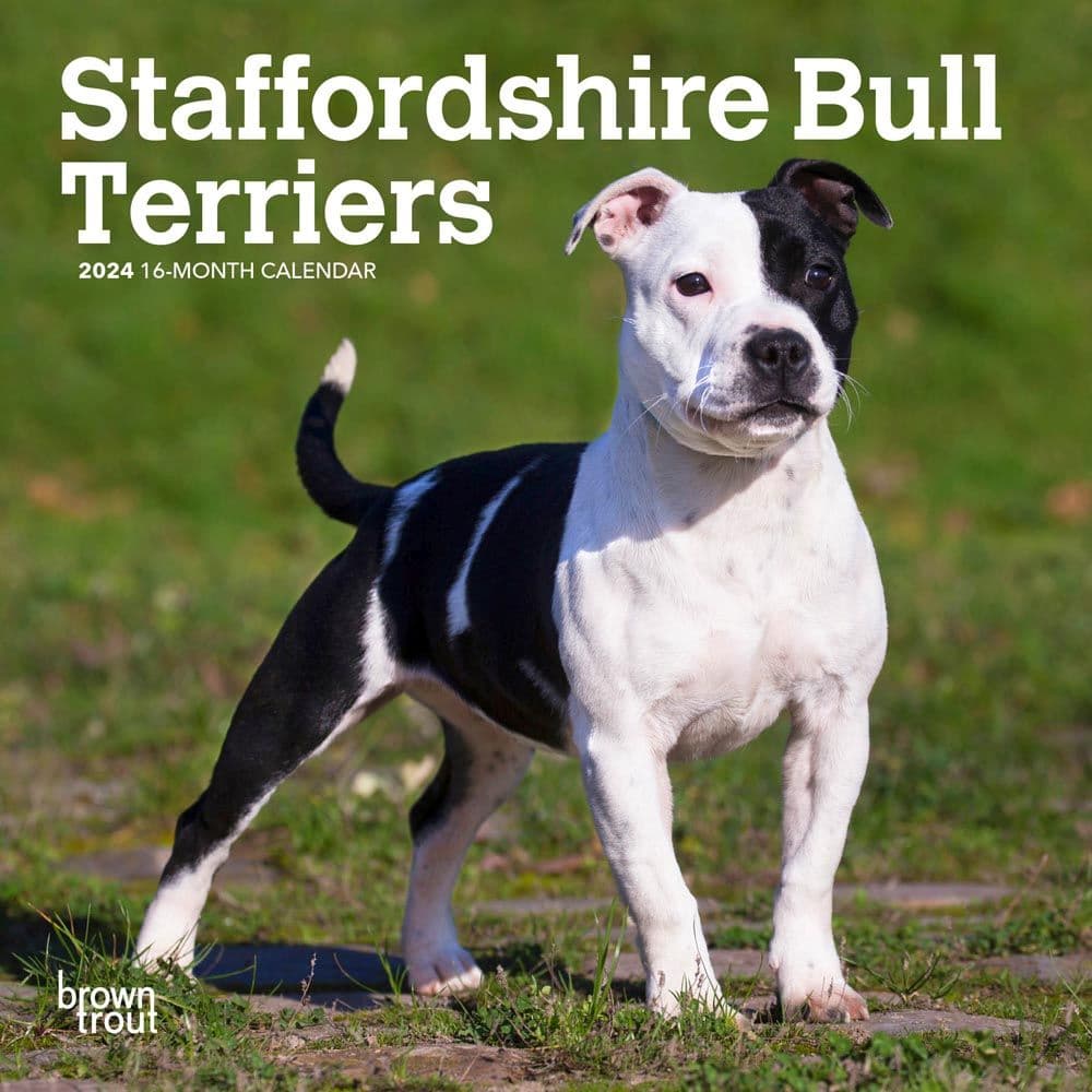 Staffordshire Bull Terriers 2024 Mini Wall Calendar Main Product Image width=&quot;1000&quot; height=&quot;1000&quot;
